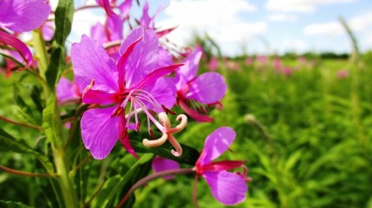 Ταξιανθίες Fireweed με αναμφισβήτητα οφέλη για τους άνδρες