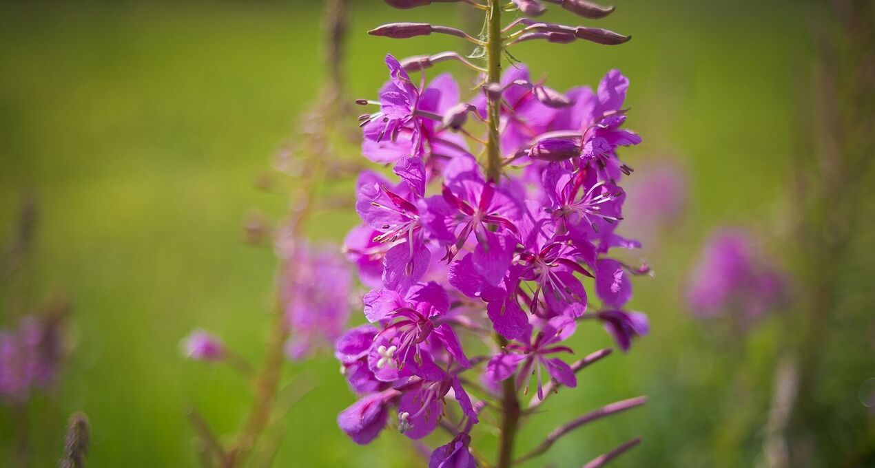 fireweed για την υγεία των ανδρών