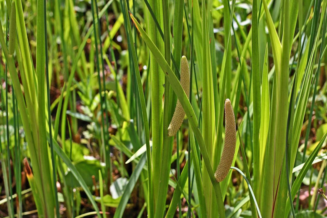 βότανο calamus για δραστικότητα